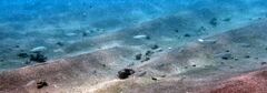 Cape Razorfish photo 2