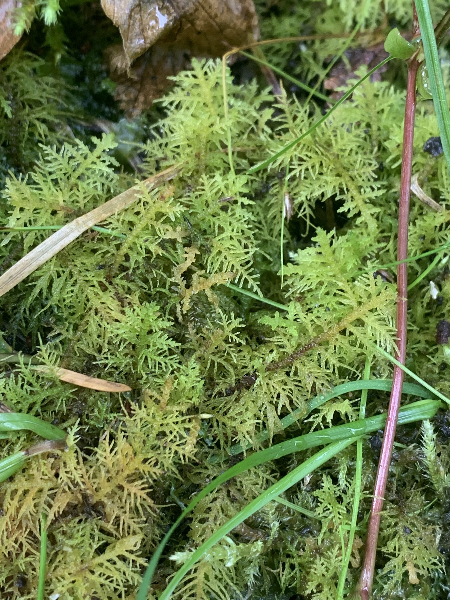 Thuidium recognitum