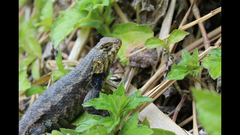 Sceloporus horridus