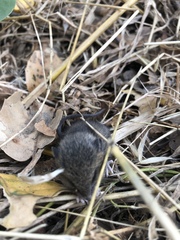 Microtus californicus