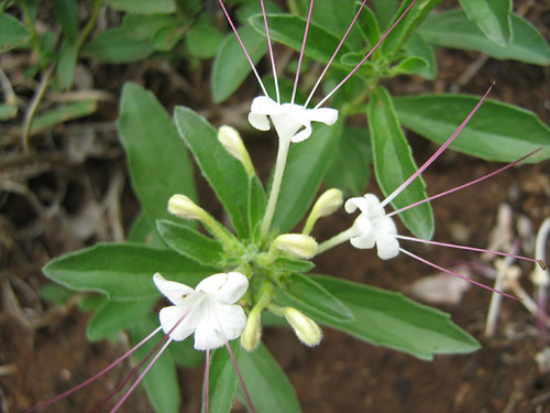 Clerodendrum ternatum image