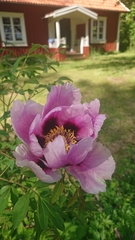 Paeonia × suffruticosa