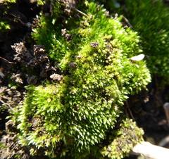 Bryum