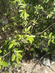 Neopringlea integrifolia