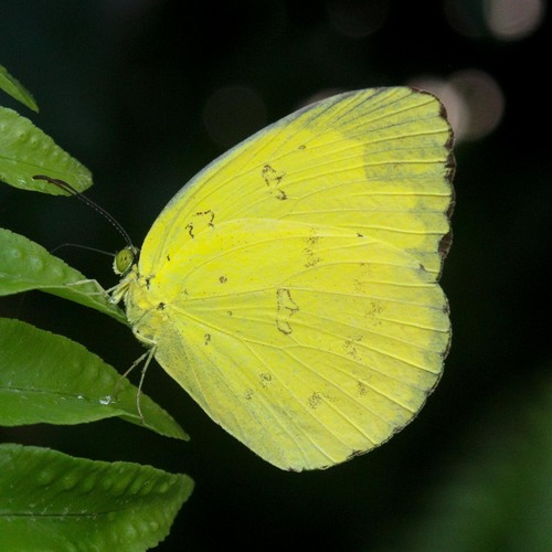 Three-spotted Grass Yellow photo 4