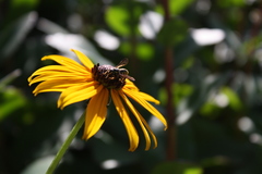 Paranthidium jugatorium