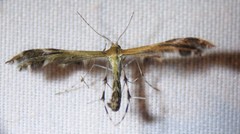 Dejongia lobidactylus