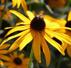 Paranthidium jugatorium