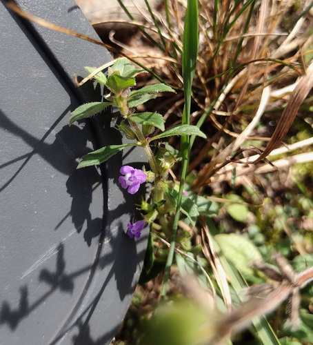 Basil thyme (Acinos arvensis)