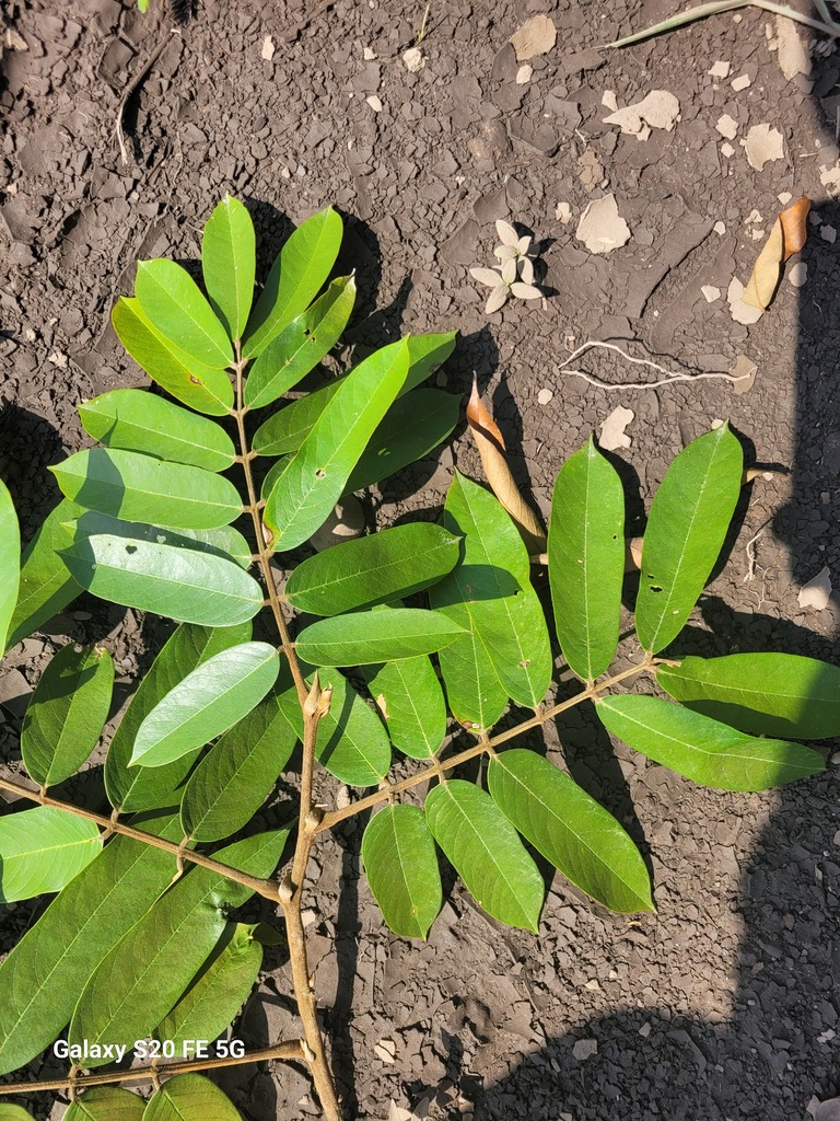 Swartzia santanderensis