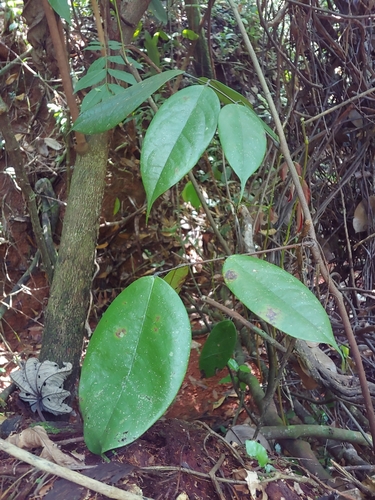 Juan caliente (Rourea surinamensis)