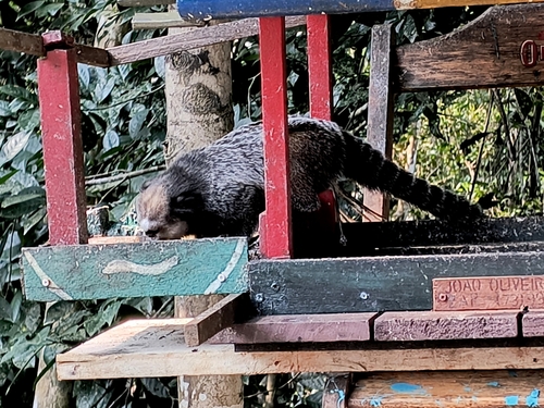 Wied's Black-tufted-ear Marmoset