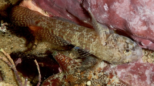 Bathygobius laddi observed 2024-10-13