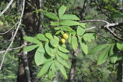 Carya myristiciformis