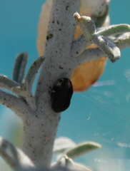 Clastoptera lineatocollis