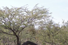 Vachellia hebeclada