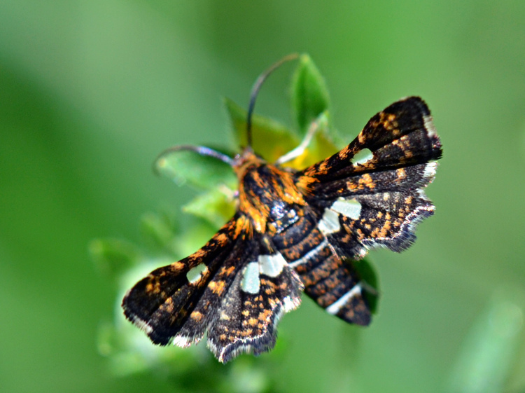 Spotted Thyris