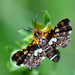 Thyris maculata - Photo (c) Jimmy Dee,  זכויות יוצרים חלקיות (CC BY-SA), הועלה על ידי Jimmy Dee