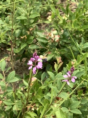 Polygala polygama