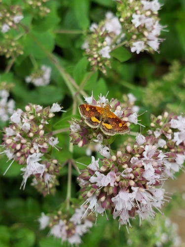 Orange Mint Moth