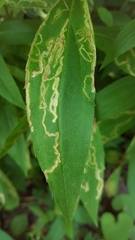 Phytomyza albiceps group