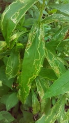 Phytomyza albiceps group