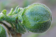 Hibiscus micranthus
