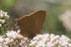 Satyrium auretorum