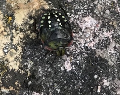 Nezara viridula