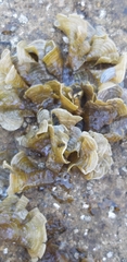 Padina pavonica