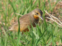 Macronyx capensis capensis