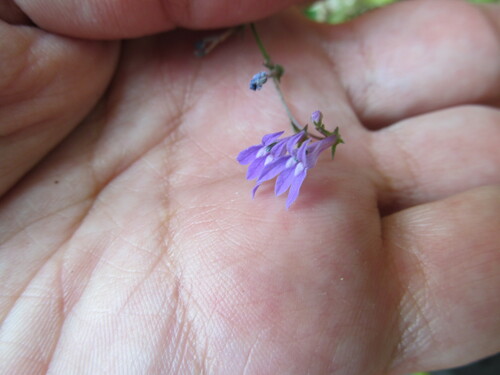Image of Lobelia urens by (c) zebedeugalinha, some rights reserved (CC BY)
