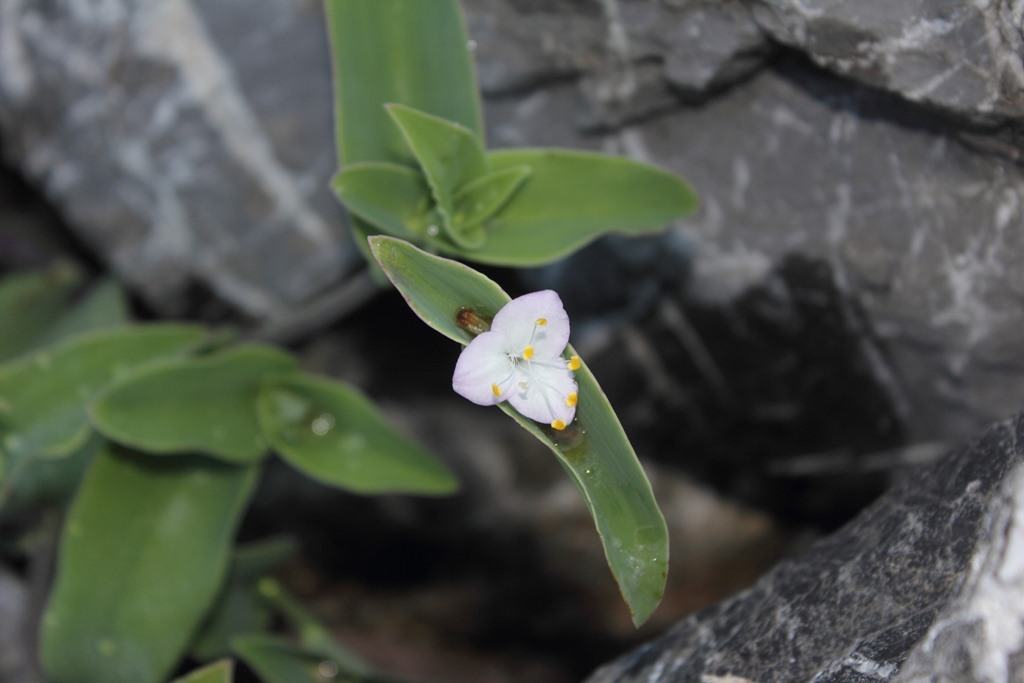 Tradescantia buckleyi