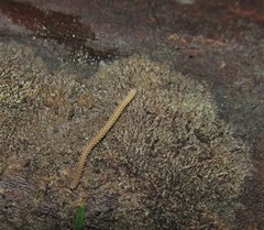 Andrognathus corticarius