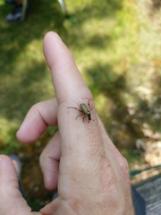 Macrodactylus subspinosus