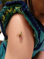 Macrodactylus subspinosus