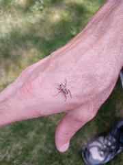 Macrodactylus subspinosus