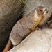 Yellow-bellied Marmot - Photo (c) Ken-ichi Ueda, some rights reserved (CC BY-NC-SA)