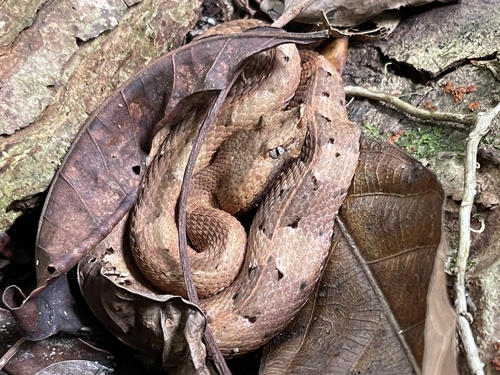 Photo of a White-tailed Hognose Pitviper (Porthidium porrasi)