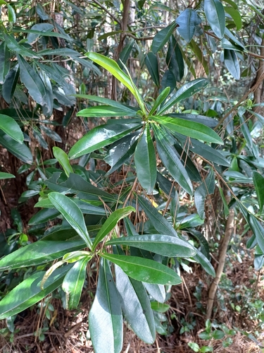 Huamanchilca (Gordonia fruticosa)