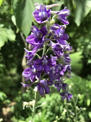 Delphinium exaltatum