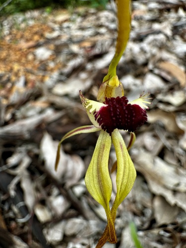 Image of Caladenia magniclavata by (c) pimelea, some rights reserved (CC BY)
