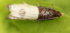 Notocelia cynosbatella