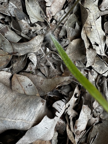 Image of Caladenia magniclavata by (c) pimelea, some rights reserved (CC BY)