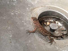 Sceloporus formosus