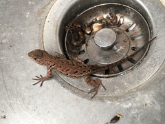 Sceloporus formosus