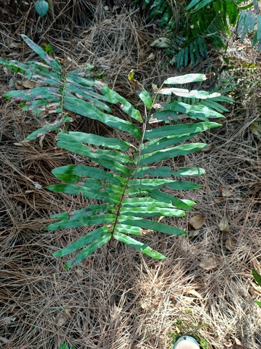 Toothed midsorus fern (Telmatoblechnum serrulatum)