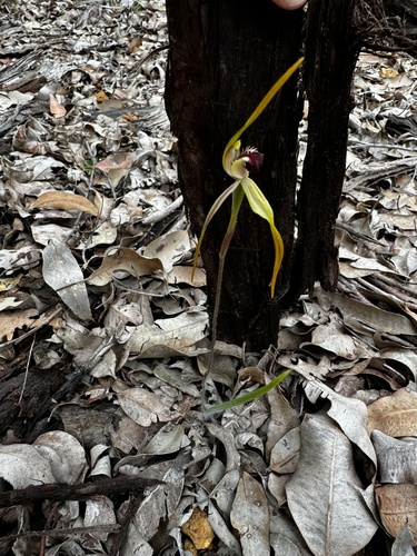 Image of Caladenia magniclavata by (c) pimelea, some rights reserved (CC BY)