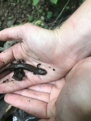 Desmognathus amphileucus
