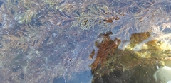 Gongolaria barbata